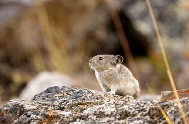 istock Collared Pika in Autumn in Denali National Park Alaska 2171007549