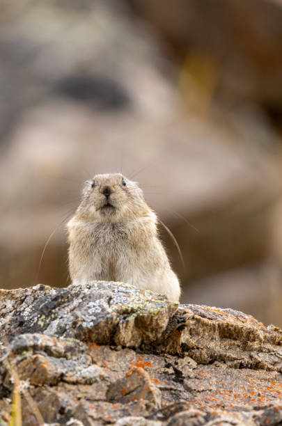 istock Collared Pika in Autumn in Denali National Park Alaska 2171007807