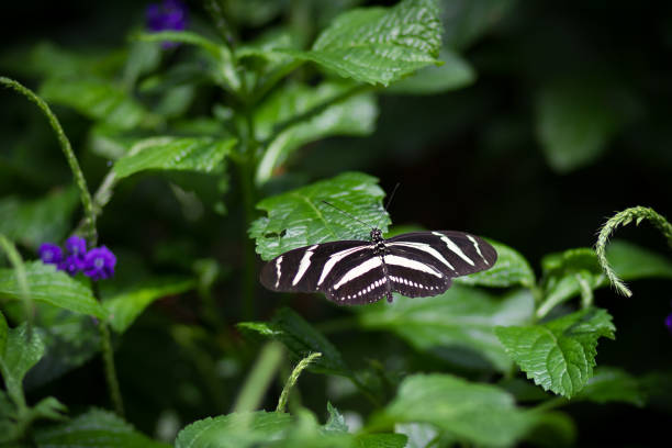 A stunning zebra longwing butterfly with striking black and white stripes rests on vibrant green leaves.