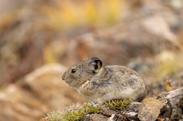 a cute collared pika in Denali National Park Alaska in autumn