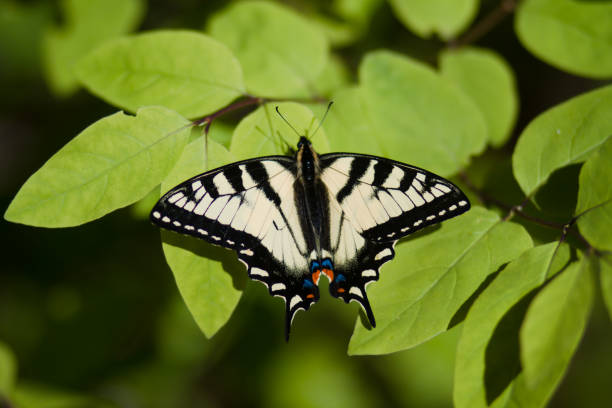 istock Swallowtail Butterfly Resting on Green Leaves 2171008574
