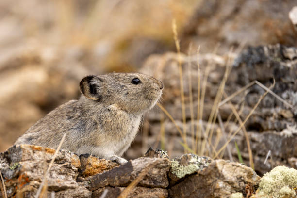 istock Collared Pika in Autumn in Denali National Park Alaska 2171008726