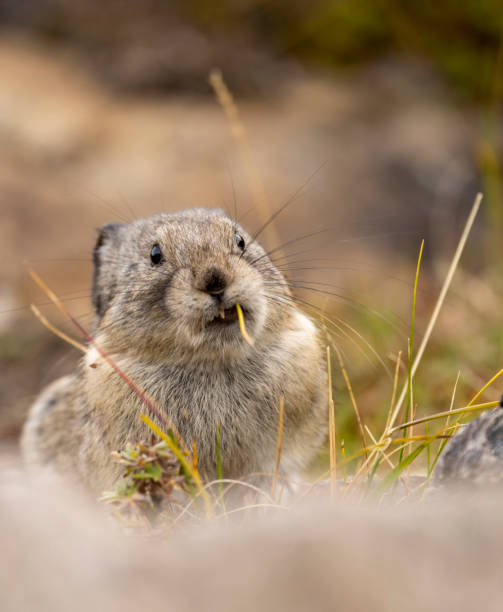 istock Collared Pika in Autumn in Denali National Park Alaska 2171009562