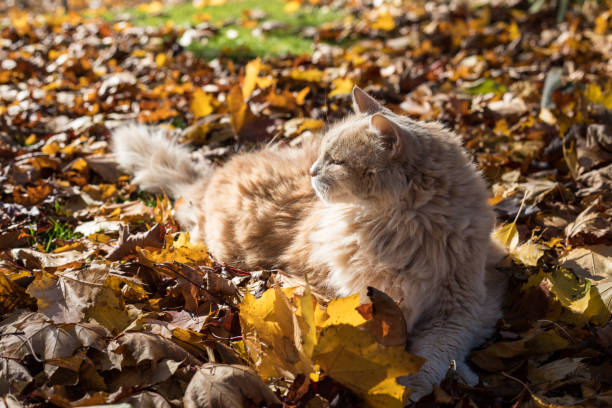 A fluffy cat basks in the warmth of the autumn sun while nestled comfortably among a blanket of fallen leaves.