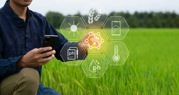 istock Farmers use technology to inspect and analyze production in rice fields to help accurately calculate and increase yields. 2171011999