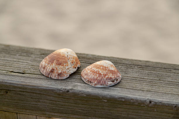 Two seashells rest on a weathered wooden surface, highlighting their natural textures and colors. A serene, beach-inspired scene perfect for nature, summer, or coastal-themed designs.