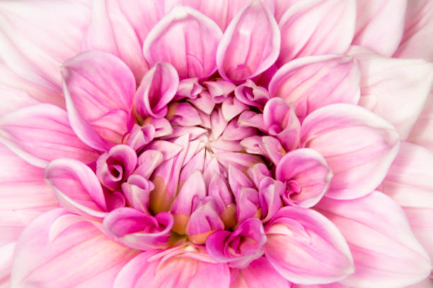 istock Full frame close up artsy, whimsical, soft, pink dahlia flower with selective focus. 2171012963