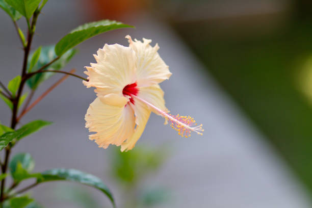 Yellow hibiscus flower on twig with green colored leaves in close-up bright sunlight