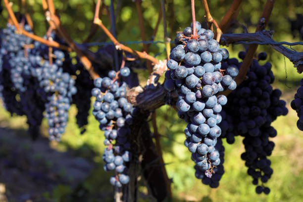 istock Ripe Purple Grapes Hanging on a Vineyard Vine 2171016097