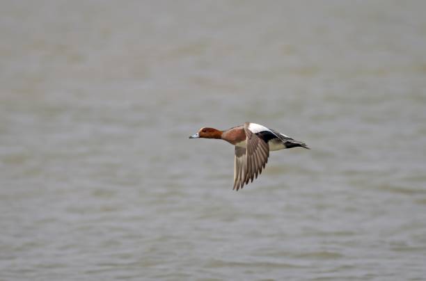 istock Eurasian wigeon in flight. 2171016924