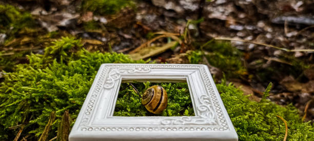 istock Snail in the forest in moss after rain as a painting in an elegant white patterned frame 2171017189