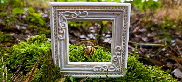 A Little snail on avena fatua in spring