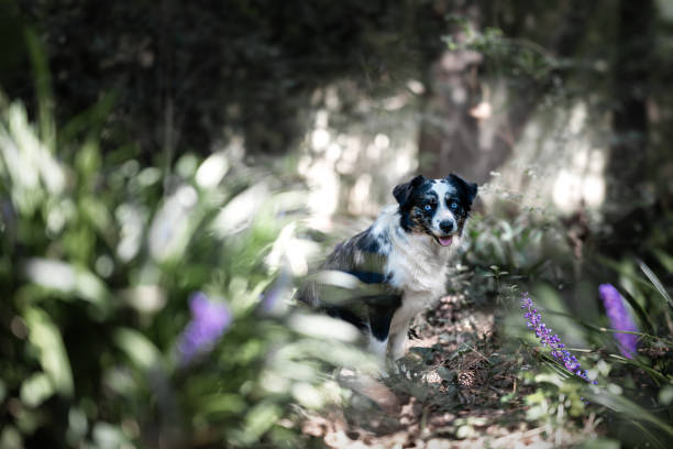 Dog face sticking out of leafs.