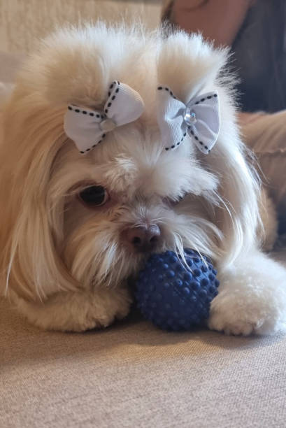 Beautiful Shih-tzu dog.