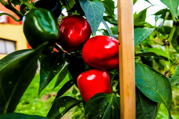 Three red peppers are hanging from a plant. The peppers are ripe and ready to be picked. The plant is surrounded by green leaves, which provide a lush and vibrant backdrop for the peppers