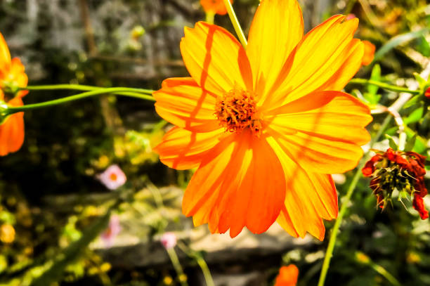 A single orange flower is the main focus of the image. The flower is surrounded by green leaves and stems, and it is the only flower in the scene. The image has a serene and peaceful mood