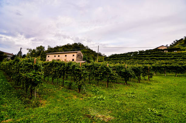 istock A vineyard with a house in the background 2171019589