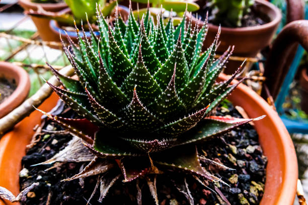 istock A small green plant with brown spots sits in a pot 2171019629