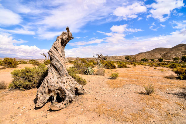 Amidst a plateau of sunlit sandstone, a weathered juniper trunk curls in elegant defiance — bleached, twisted, yet rooted in eternity.Around it, pockets of green brush and small trees rise from the desert floor, painting resilience across the harsh terrain.The scene feels intimate yet alive — a breathing microcosm of endurance.The viewer is no longer witnessing silence from afar but within it.Each shadow, each grain of sand, and each weathered curve of the wood whispers of time’s gentlest persistence.This photograph marks a point where the silence becomes not absence, but continuity.The dead wood and living brush coexist as one — proof that life and decay are simply different notes in the same still song.