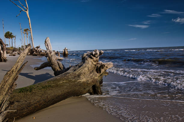 A large driftwood piece surrounded by natural coastal scenery under a tranquil sky.