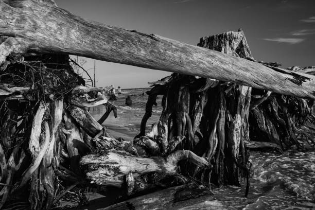 Driftwood on Open Beach with Waves in the Background