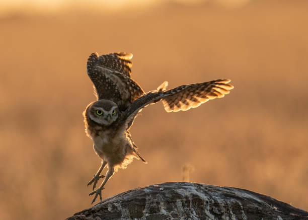 A Sunset Landing - Burrowing Owl
