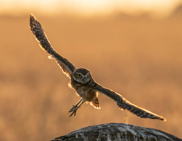 istock Burrowing Owl Illuminated by the Sunset 2171022675