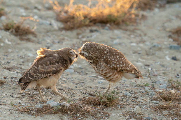 In a small area of vacant land in Southern California, burrowing owls flock together by the roadside.  As trucks pass by, and planes fly to and from the Ontario Airport, these owls resort to this small piece of lasting native land.  The highways, airports, and other infrastructures have driven these small owls to a small piece of land, a perfect example of humans disrupting nature.