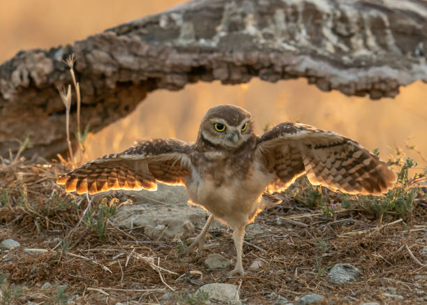 istock Wings Spread at Sunset - Burrowing Owl 2171022686