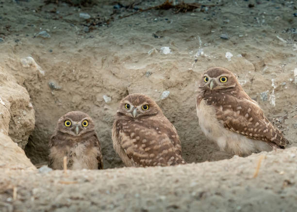 In a small area of vacant land in Southern California, burrowing owls flock together by the roadside.  As trucks pass by, and planes fly to and from the Ontario Airport, these owls resort to this small piece of lasting native land.  The highways, airports, and other infrastructures have driven these small owls to a small piece of land, a perfect example of humans disrupting nature.  In their den, these three burrowing owls nervously watch the camera.