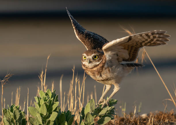 istock The Adorable Burrowing Owl 2171022700