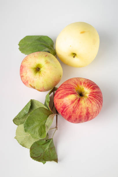 Unripe apple on branch.