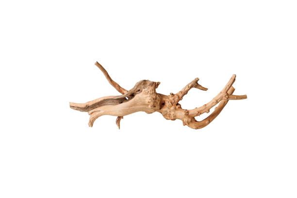 istock Old dry driftwood tree branch on an isolated white background 2171023523