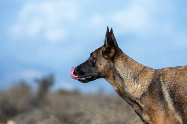 Belgian Malinois shepherd dog in profile sticking out tongue in field.