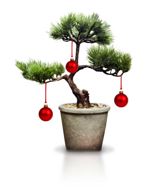 istock Bonsai Tree with Red Hanging Ornaments Isolated on White 2171026260