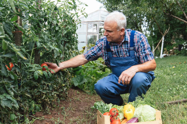istock Farmer picking tomatoes in garden with vegetable basket 2171026299
