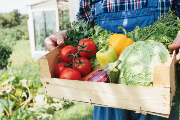 istock Farmer showcasing harvest in vegetable garden 2171026309