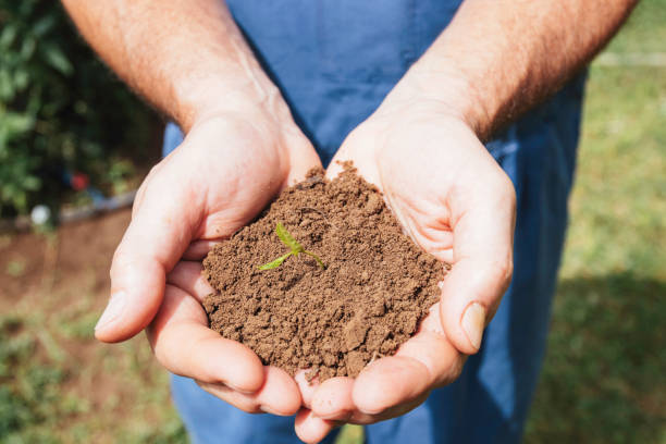 Close-up of hands holding a pile of soil with a small sprout, in an outdoor garden, highlighting themes of growth, care, and the nurturing of new life.