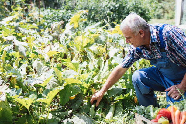 istock Gardener inspecting plants in vibrant vegetable garden 2171026438