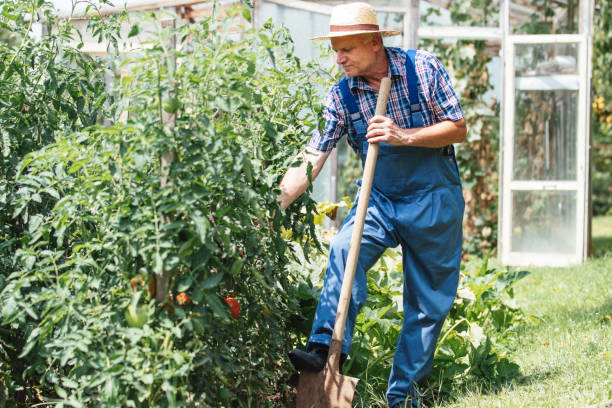 istock Elderly gardener in blue overalls working among plants 2171026450