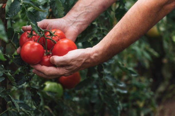 istock Hands picking cluster of ripe red tomatoes from garden. 2171026459