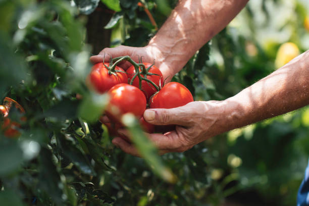 Hands harvesting ripe tomatoes from a lush green plant.