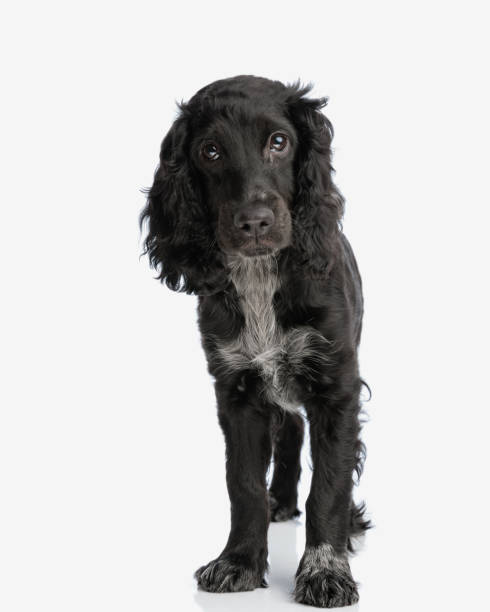 istock adorable english cocker spaniel puppy looking at camera and standing 2171030087