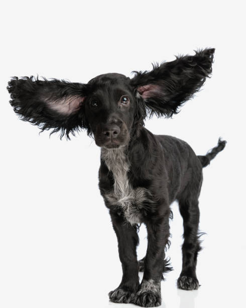 istock cute little cocker spaniel puppy opening ears and flying 2171030174