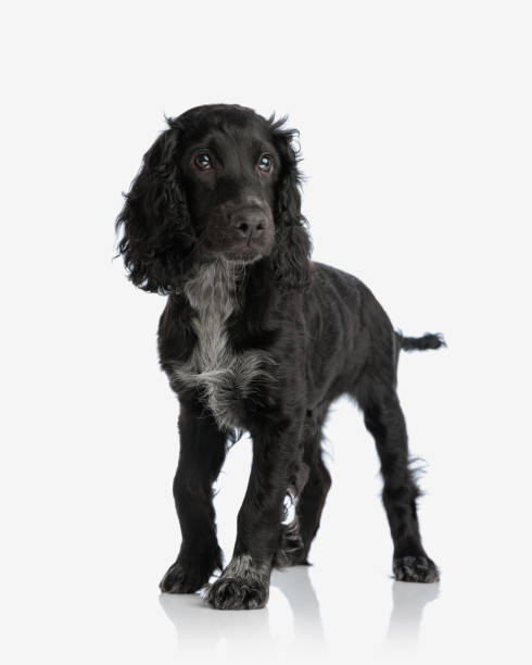 istock beautiful black cocker spaniel puppy looking away and walking 2171030212