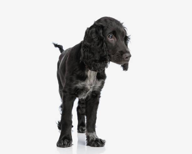istock curious little english cocker spaniel puppy looking to side and walking 2171030229
