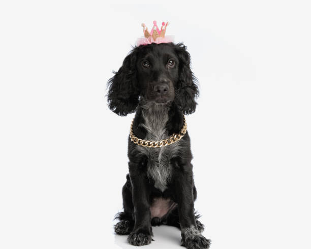 istock beautiful english cocker spaniel princess puppy with crown looking forward 2171030283