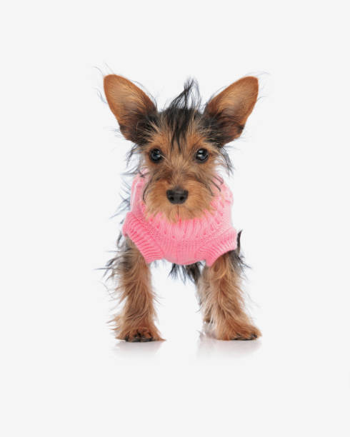 istock adorable cute yorkshire terrier dog in pink sweater looking forward 2171030923