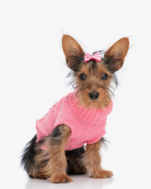 beautiful yorkie dog with pink bow and sweater looking forward