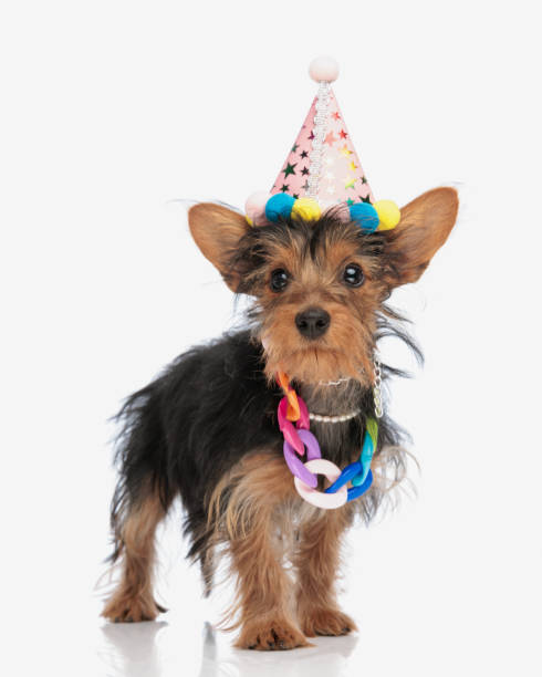 istock small yorkshire terrier puppy with party hat and collar looking forward 2171031316